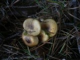 Hygrophorus hypothejus image