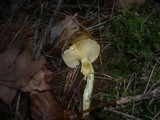Hygrophorus hypothejus image
