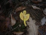 Hygrophorus hypothejus image