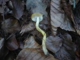 Hygrophorus lucorum image
