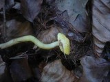 Hygrophorus lucorum image