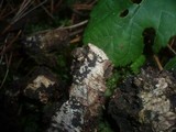 Hysterium pulicare image