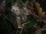 Hysterium pulicare image