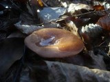 Lepista flaccida image