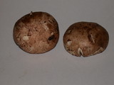 Agaricus bisporus image