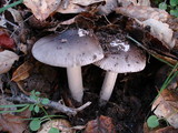 Amanita constricta image