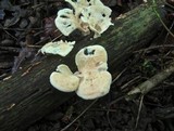 Polyporus alveolaris image