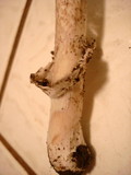Amanita constricta image