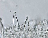 Hohenbuehelia angustata image