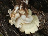 Neolentinus lepideus image