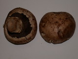 Agaricus bisporus image
