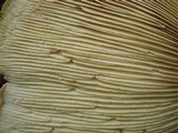 Neolentinus lepideus image