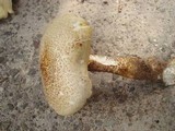 Neolentinus lepideus image