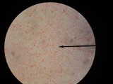 Neolentinus lepideus image