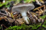 Gomphidius subroseus image
