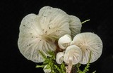 Hemimycena candida image