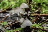 Hemimycena candida image