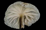 Hemimycena candida image