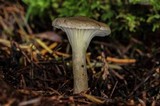 Clitocybe trulliformis image