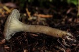 Clitocybe trulliformis image