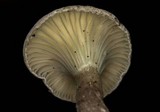 Clitocybe trulliformis image