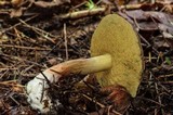 Boletus chrysenteron image