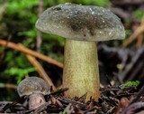 Boletus chrysenteron image