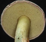 Boletus chrysenteron image