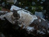 Antrodia albida image