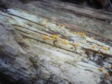 Bactridium flavum image