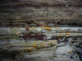 Bactridium flavum image