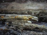 Bactridium flavum image
