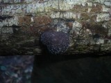 Daldinia childiae image