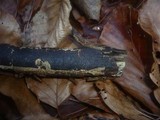 Diatrype decorticata image