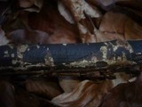 Diatrype decorticata image