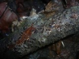 Diatrypella favacea image