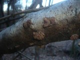 Encoelia furfuracea image