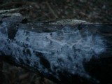 Erythricium laetum image