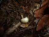 Gamundia striatula image
