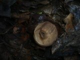 Geastrum triplex image