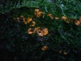 Hymenoscyphus calyculus image