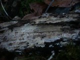 Hyphodontia quercina image