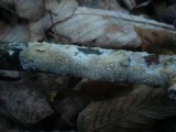 Hyphodontia rimosissima image