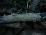 Hyphodontia rimosissima image