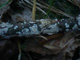 Hyphodontia rimosissima image