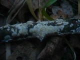 Hyphodontia rimosissima image
