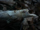 Hyphodontia rimosissima image