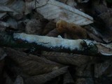 Hyphodontia rimosissima image