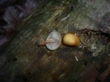 Hypholoma capnoides image