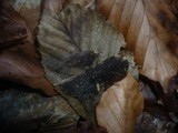 Hypocrea minutispora image
